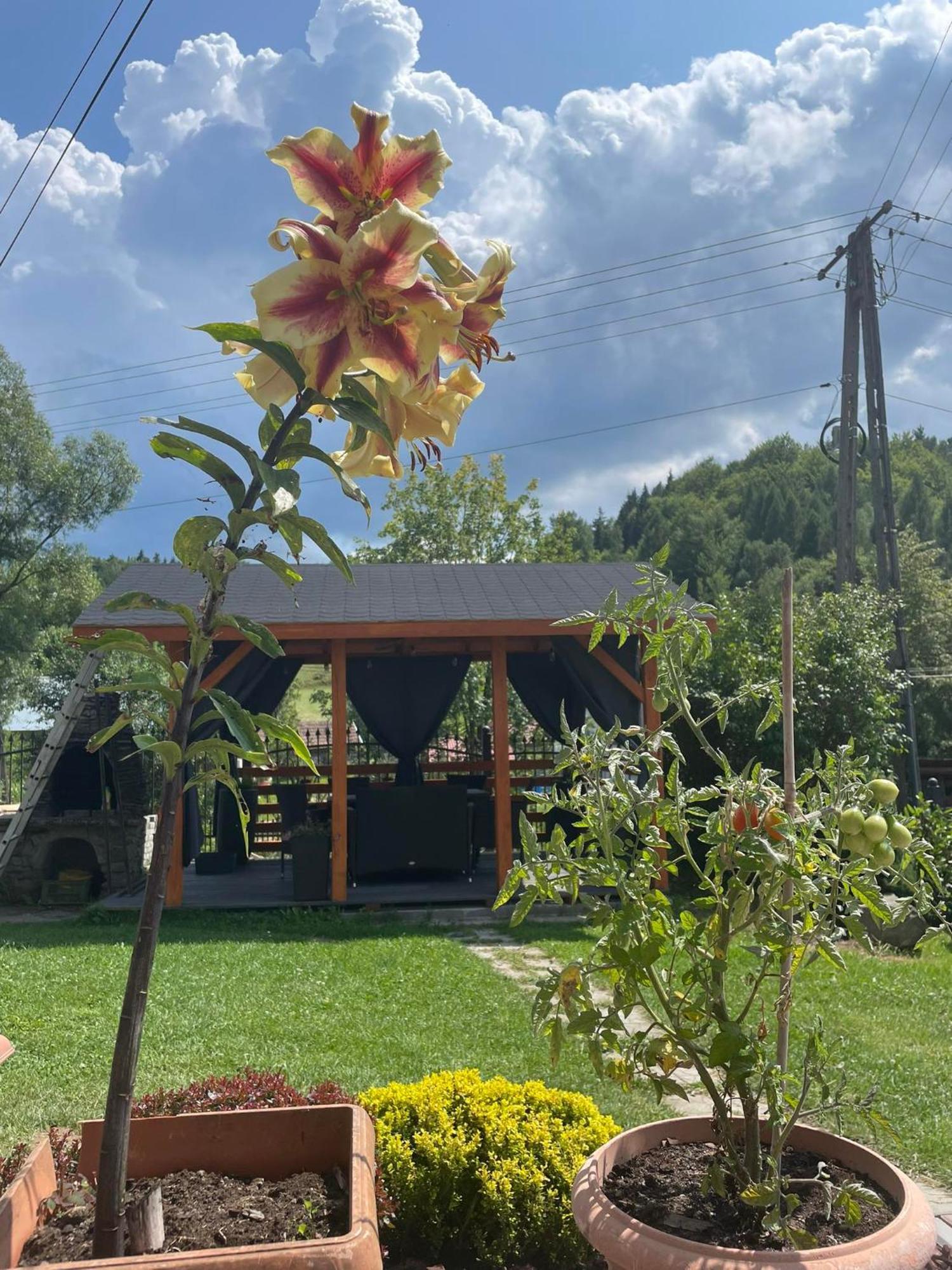 Agroturystyka Pensjonat Paula Muszyna Exterior foto